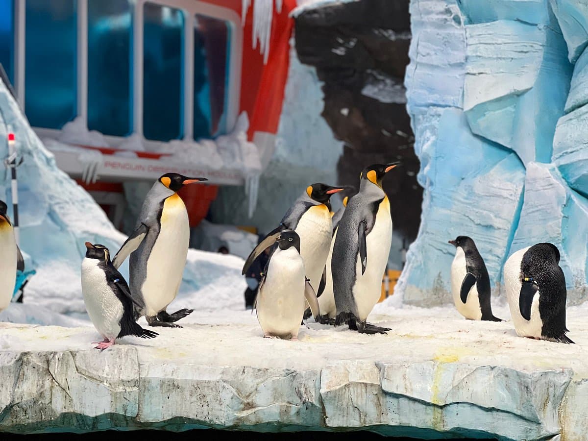 SeaWorld® + Louvre Abu Dhabi – Combo - Image 6