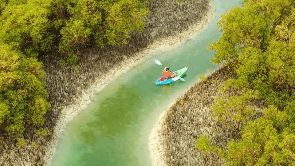 Guided Kayak Tour in the Reem Central Park Mangroves - Image 1